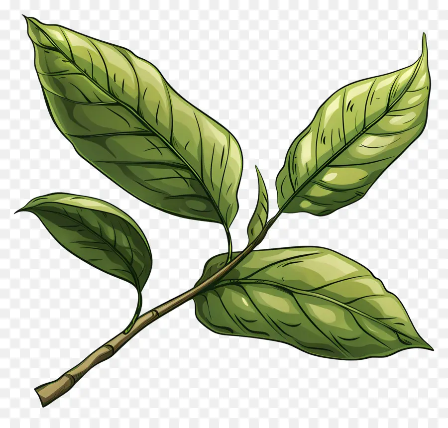 Té，Hojas Verdes PNG