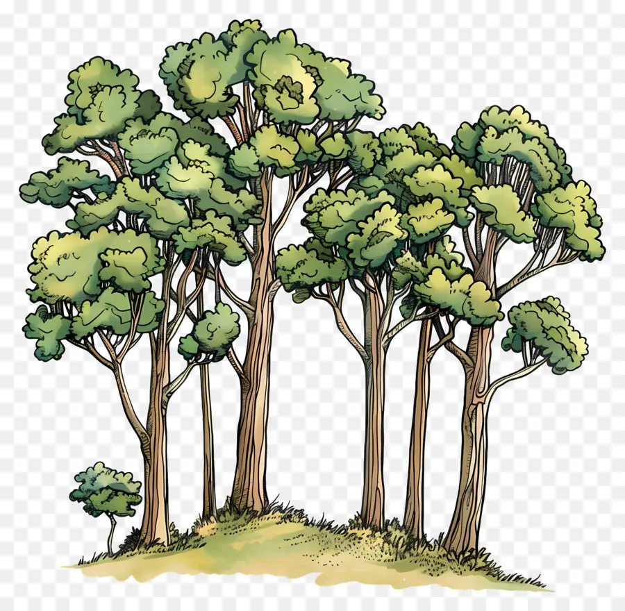 Los árboles De Los Bosques，Bosque PNG