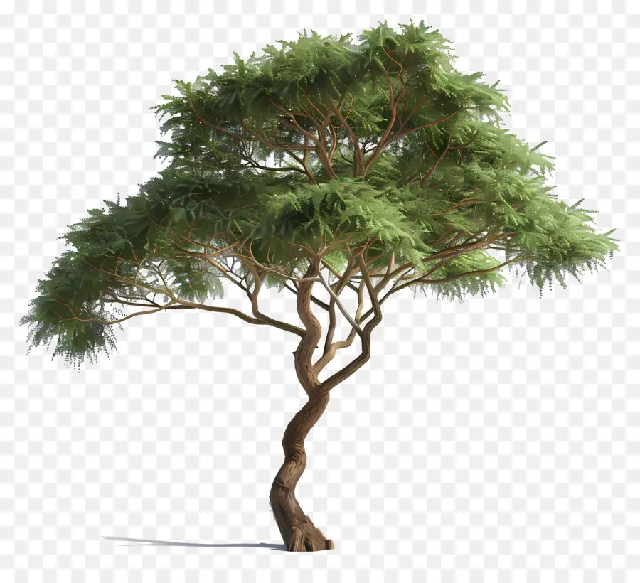 árbol De Acacia，Árbol PNG