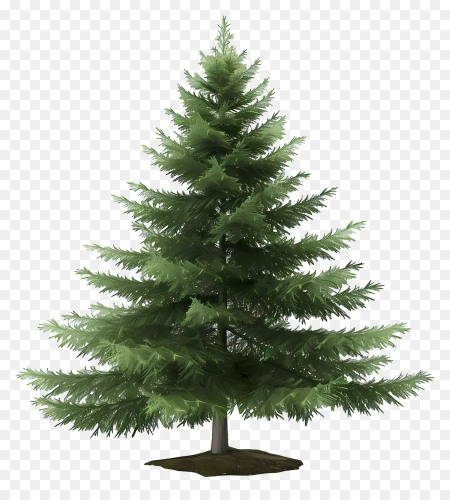 Fir Tree，árbol De Pino PNG