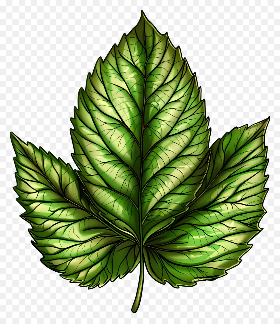 Hoja De Imágenes Prediseñadas，Verde Hoja PNG