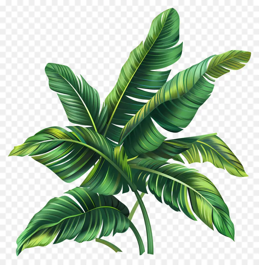 Clipart De Hoja Tropical，Hoja De Plátano PNG