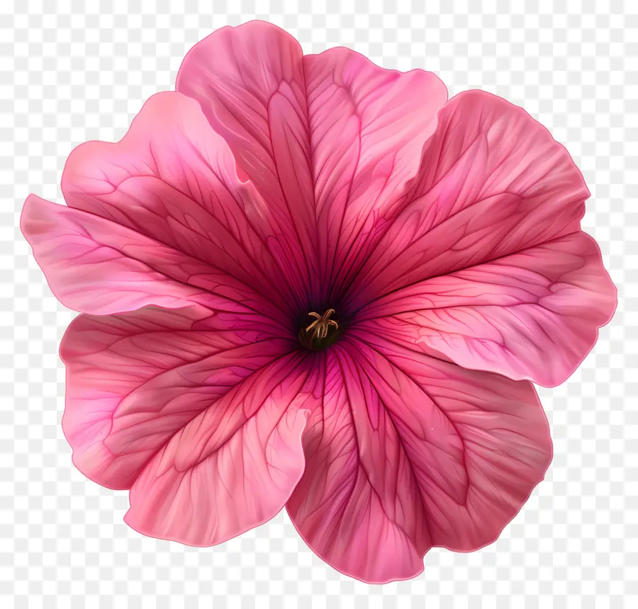 Flor De Petunia，Flor Rosa PNG