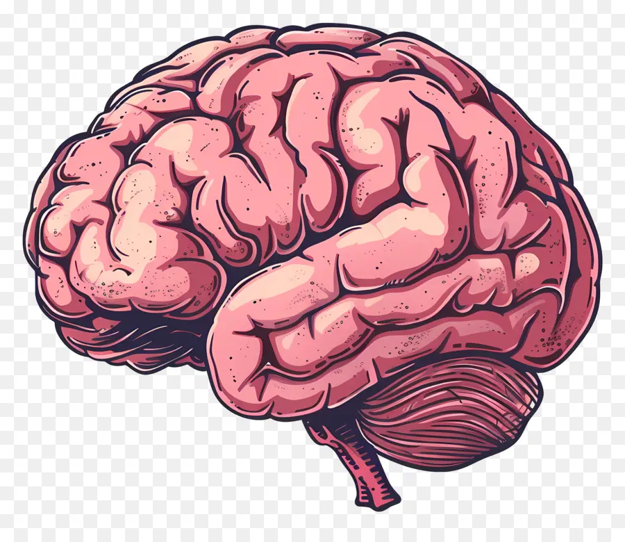Animados Cerebro，El Cerebro Humano PNG