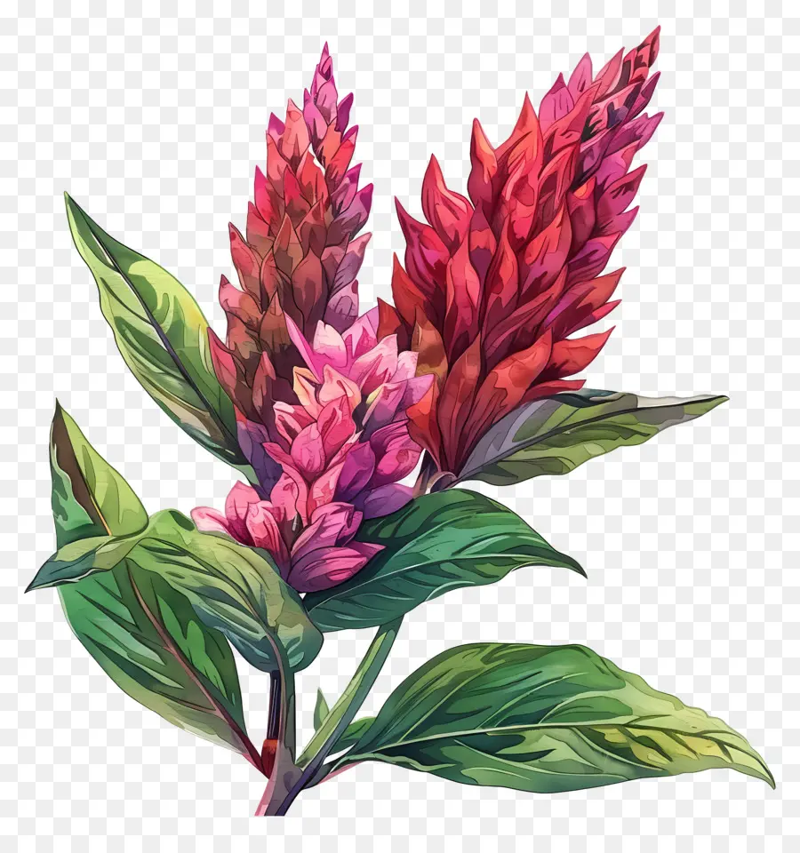 Flor De Celosia，Ilustración Acuarela PNG