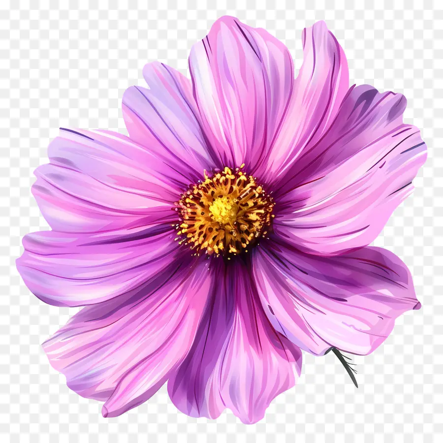 Cosmos Flor，Flor Rosa PNG