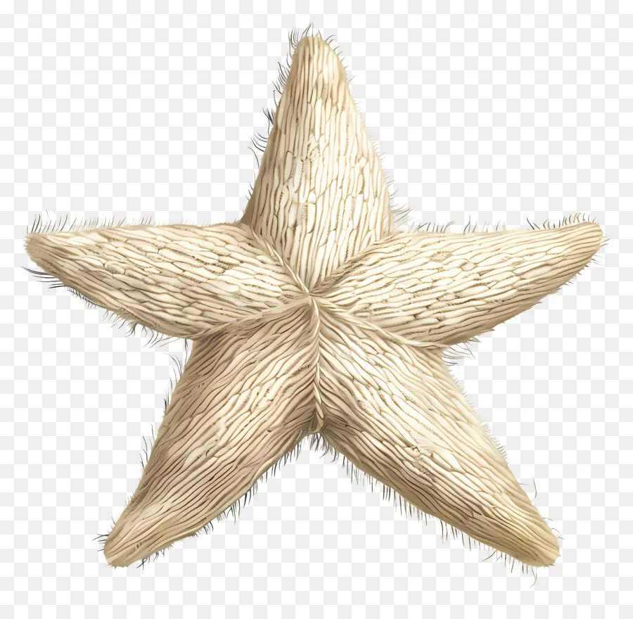 Estrella，Estrella De Mar PNG