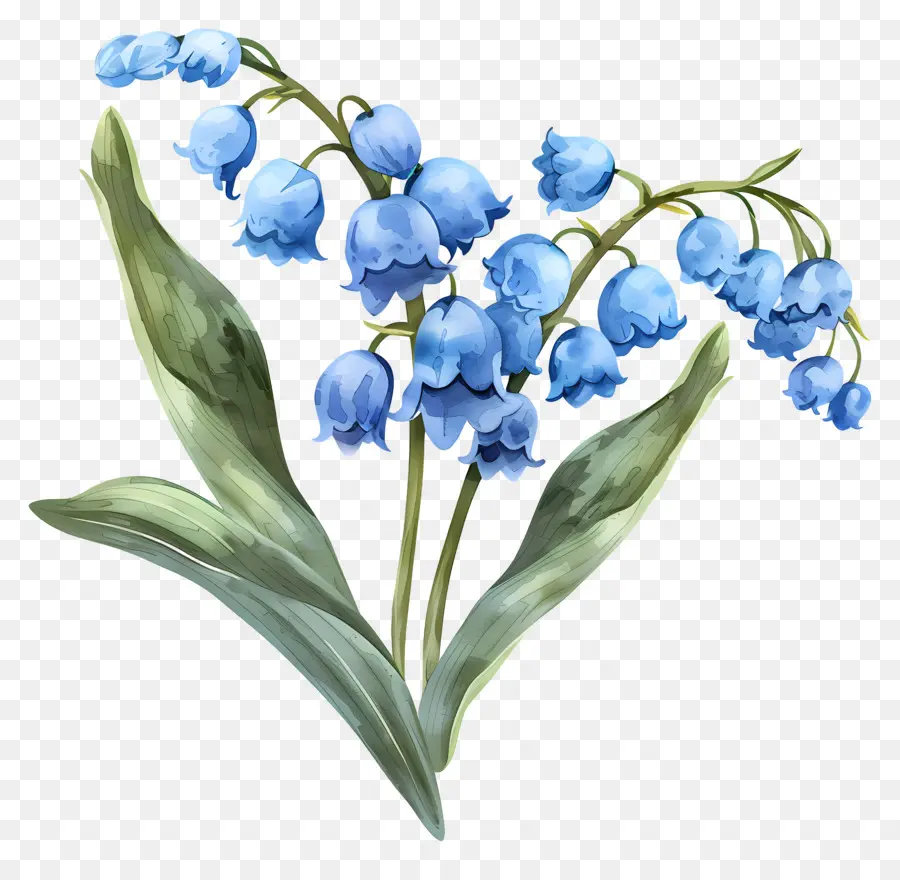 Lirio De Los Valles Azul，Flor De Campanilla PNG