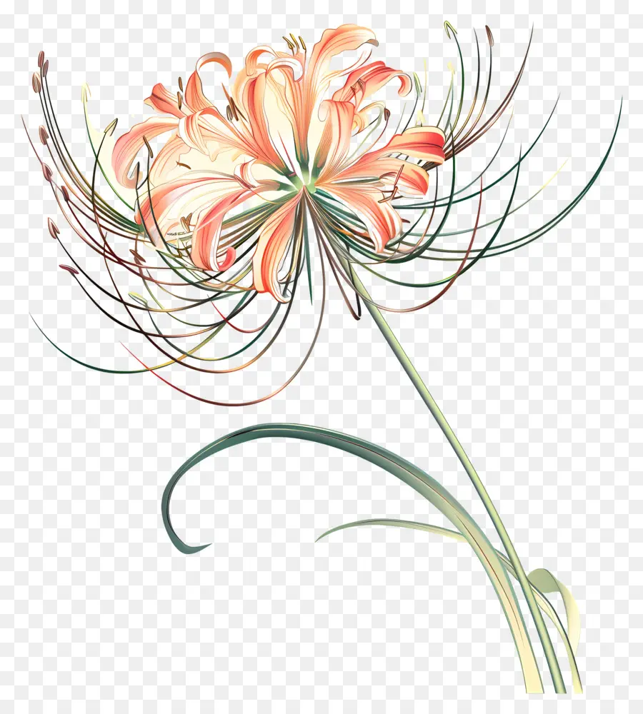 Spider Lily，Flor De Naranja PNG