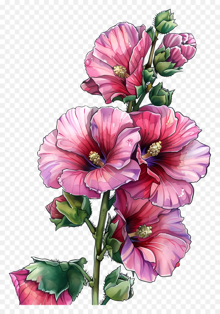 Hollyhock，Flor Rosa PNG