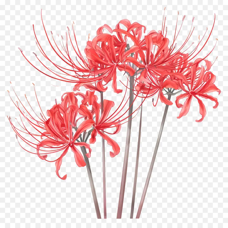 Spider Lily，Las Flores De Color Rojo PNG