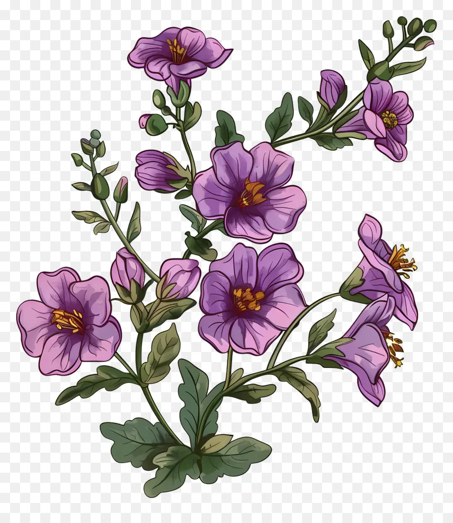 Flor De Nemesia，Flores De Color Púrpura PNG