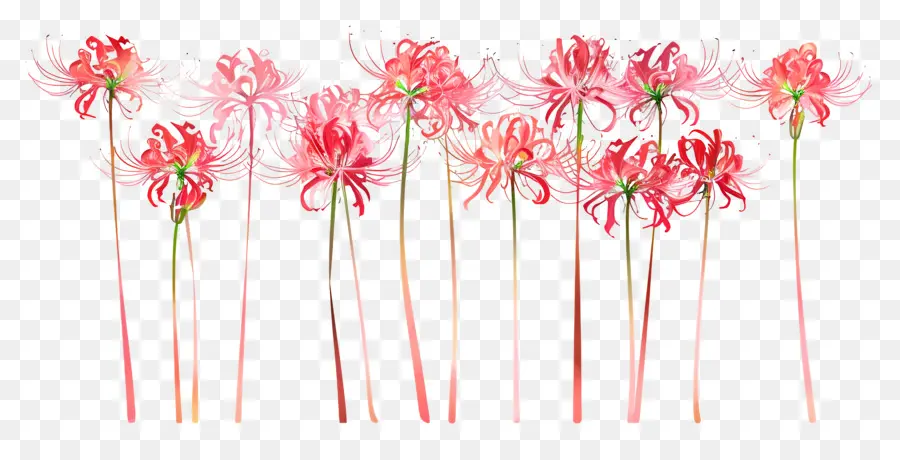 Spider Lily，Flores De Color Rosa PNG