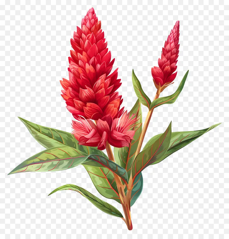 Flor De Celosia，Flor Roja PNG