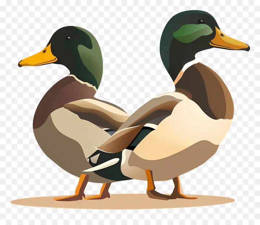 Los Patos，Patos De Malardio PNG