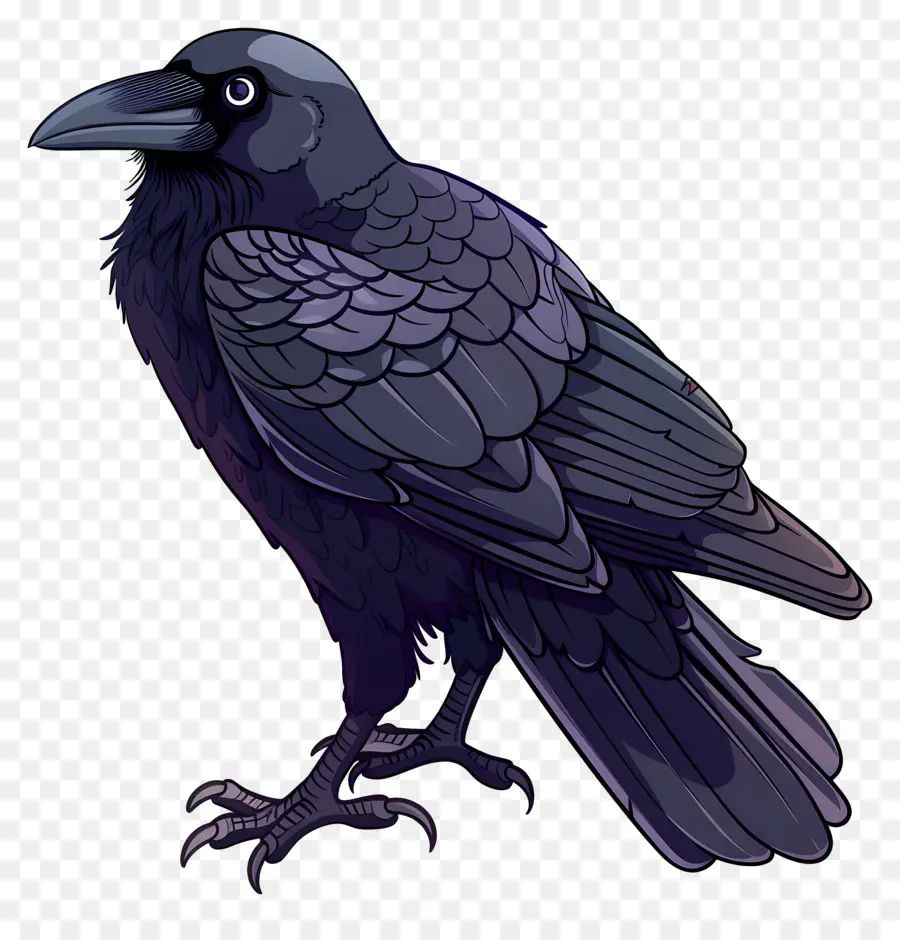 Cuervo，Aves PNG