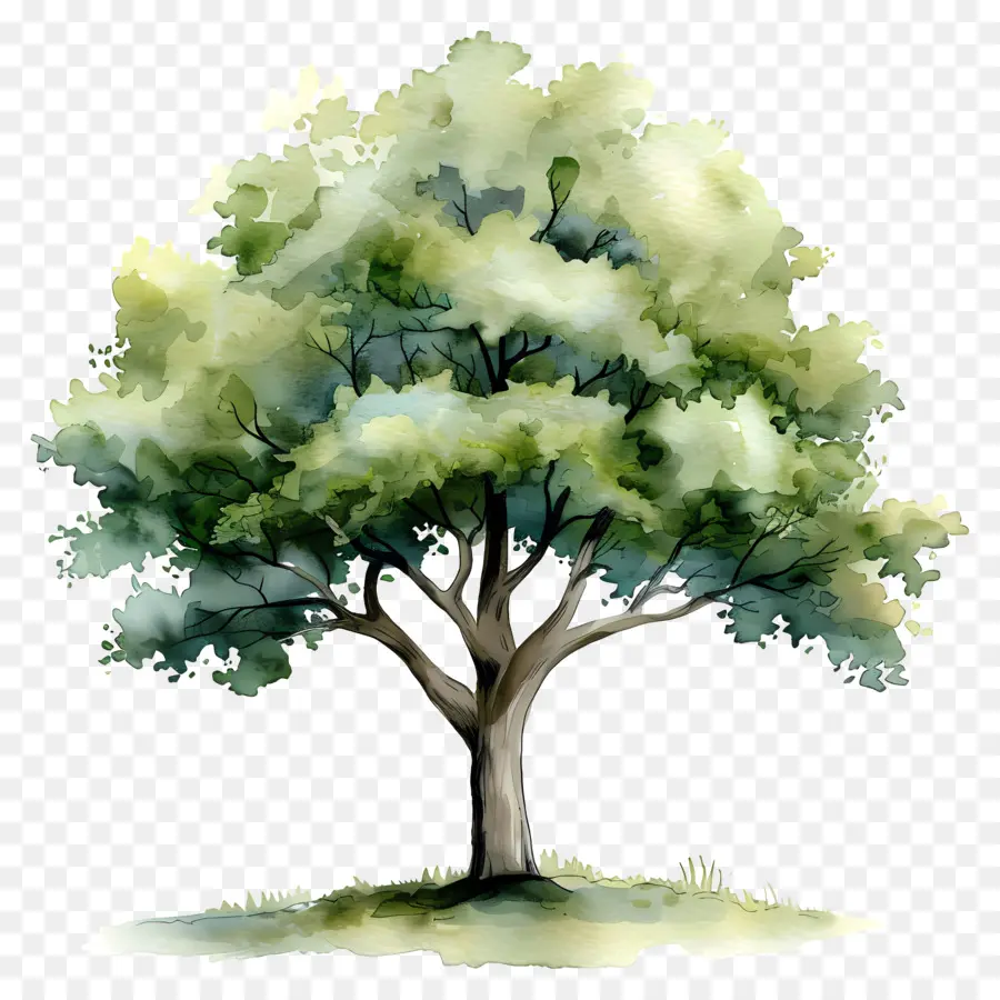 Plan De árbol De Acuarela，Árbol PNG