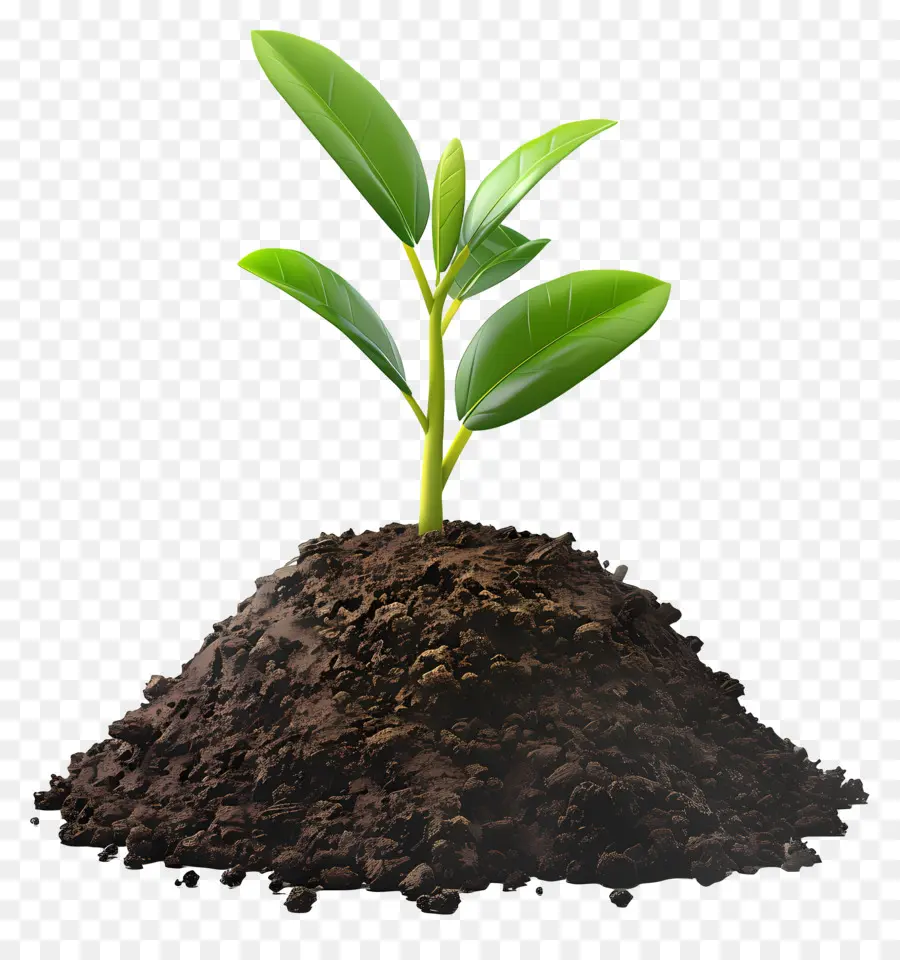 Suelo，Planta PNG