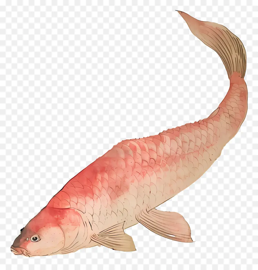 Peces Nadando，Pescado Rojo PNG