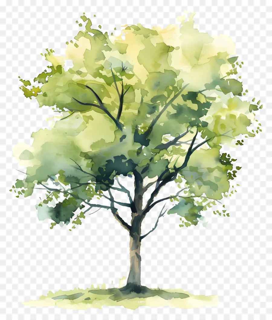 Plan De árbol De Acuarela，Árbol PNG