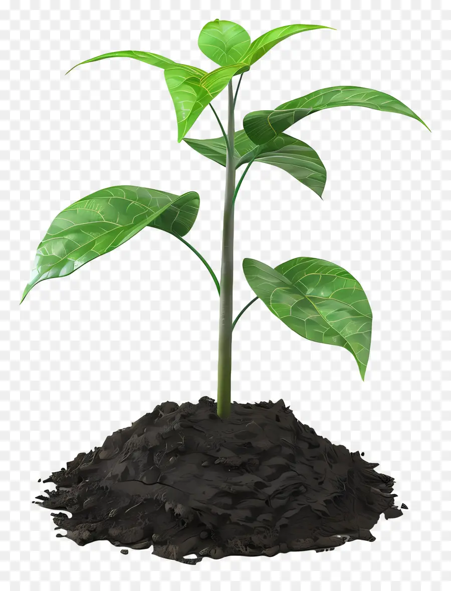 Planta Tierra，El Crecimiento De La Planta PNG
