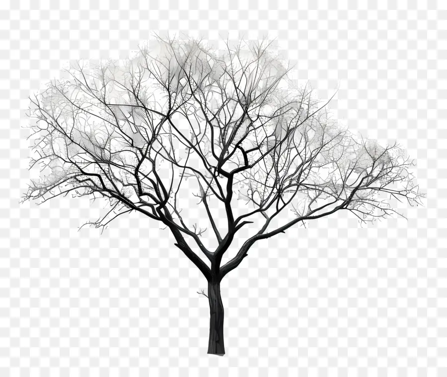 Árbol，En Blanco Y Negro PNG