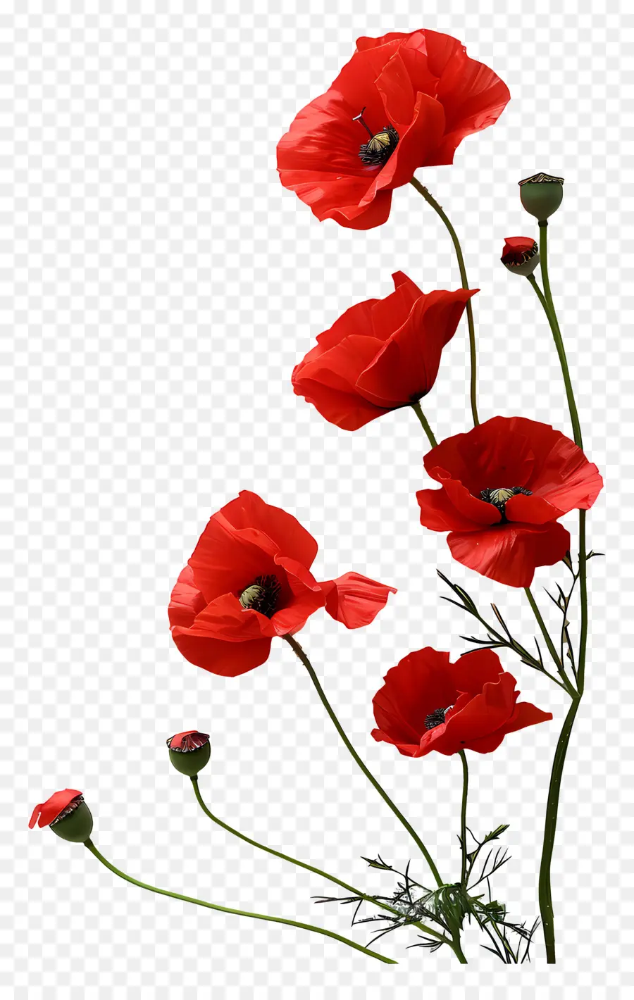 Día De Los Caídos，Flor Roja PNG