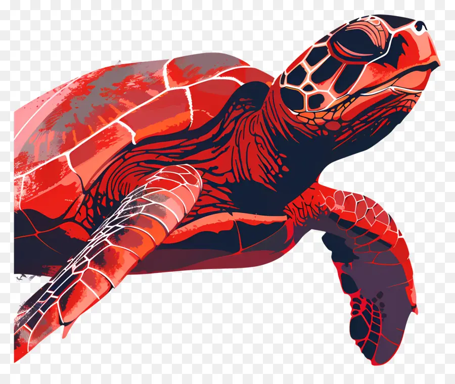 Tortuga，Tortuga De Mar PNG