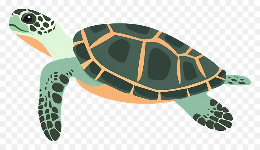 Tortuga，Océano PNG