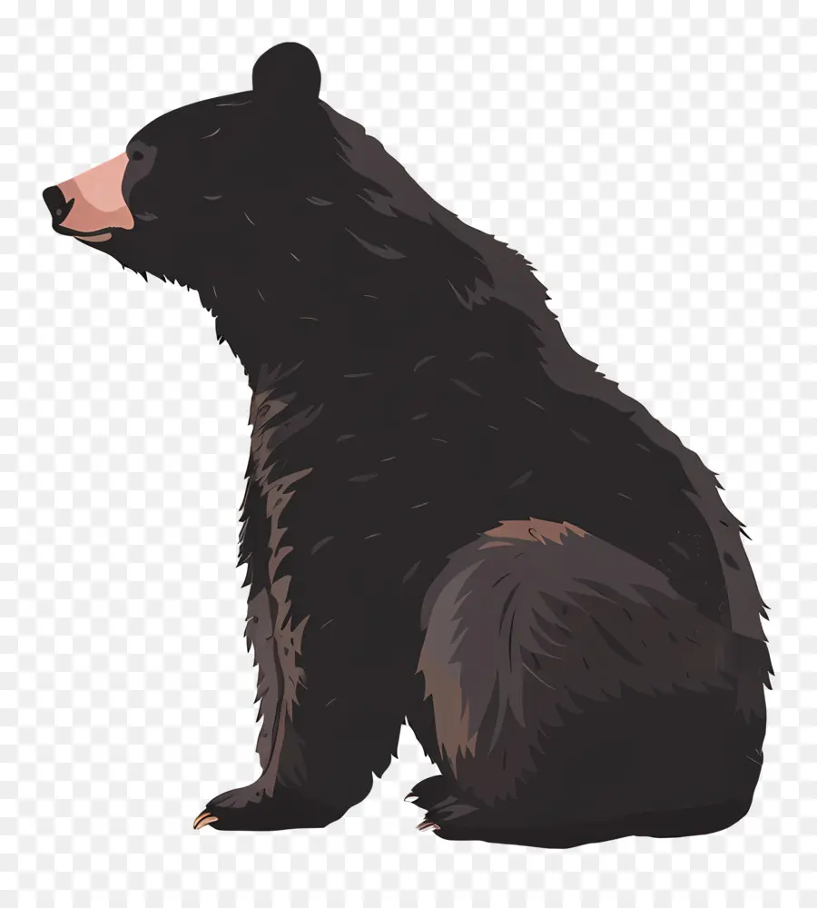 Oso，El Oso Negro PNG