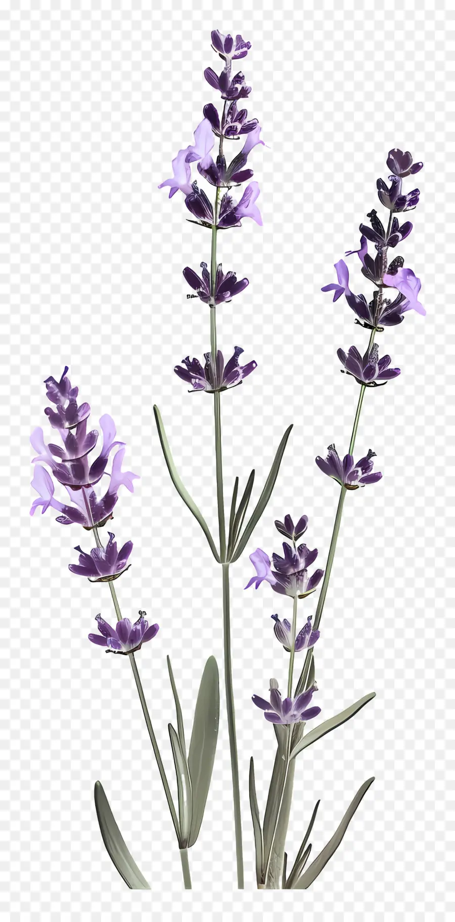 Lavanda，Flores De Color Púrpura PNG