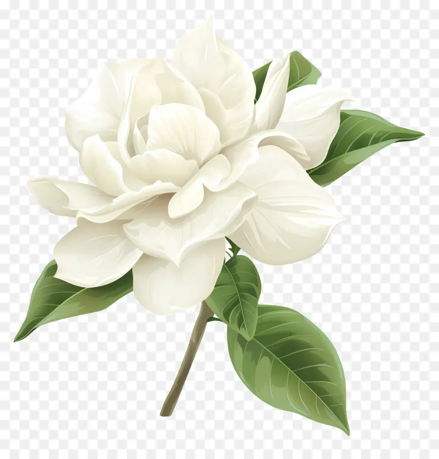 Flor De Gardenia，Flor Blanca PNG