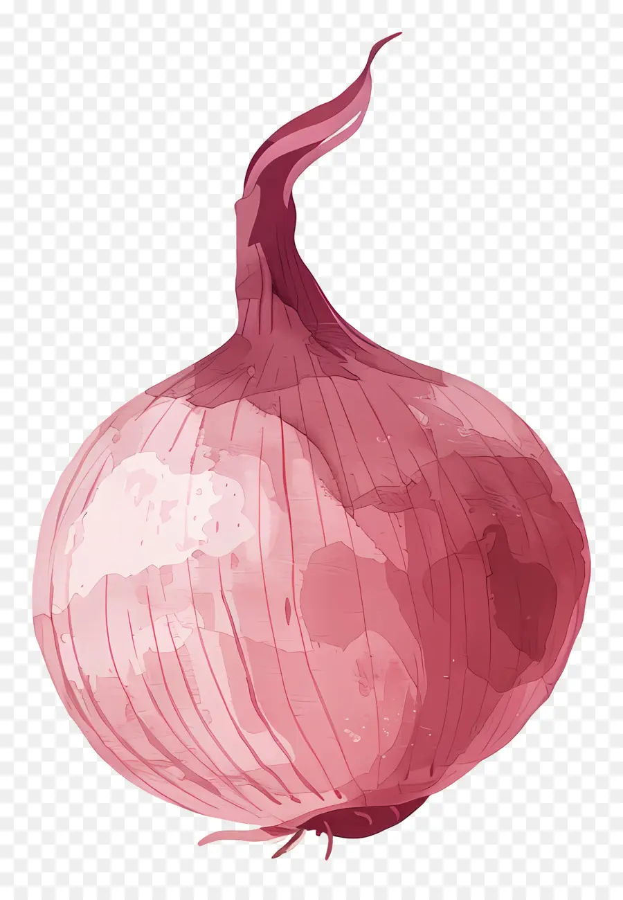 Cebolla，Pintura A La Acuarela PNG