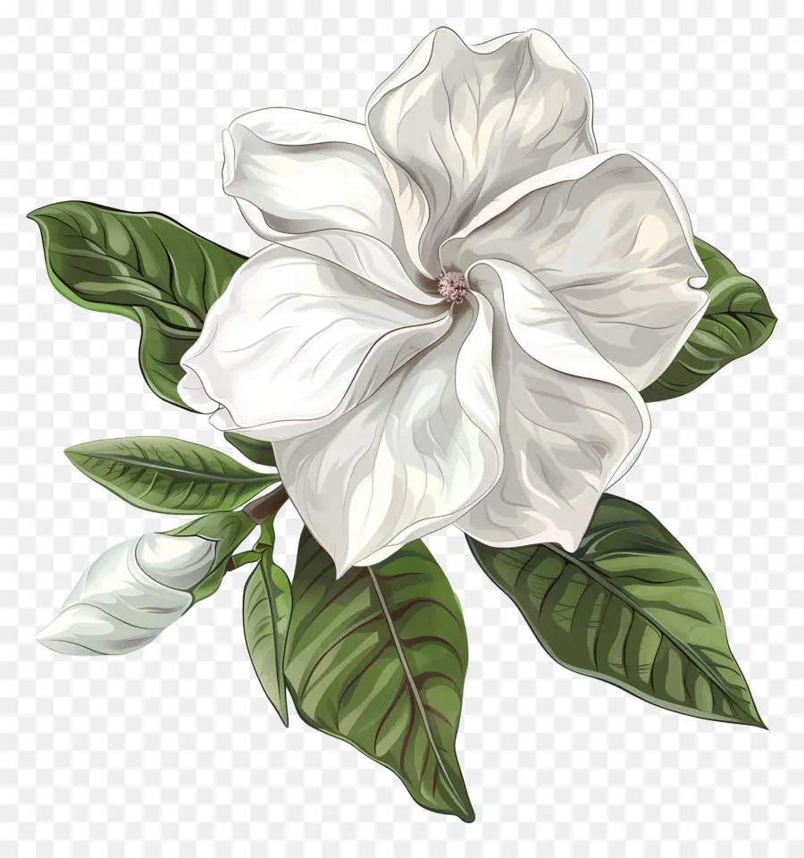 Flor De Gardenia，Flor Blanca PNG