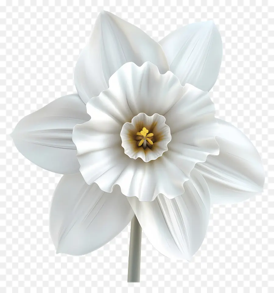 Narciso Flor，Flor Blanca PNG