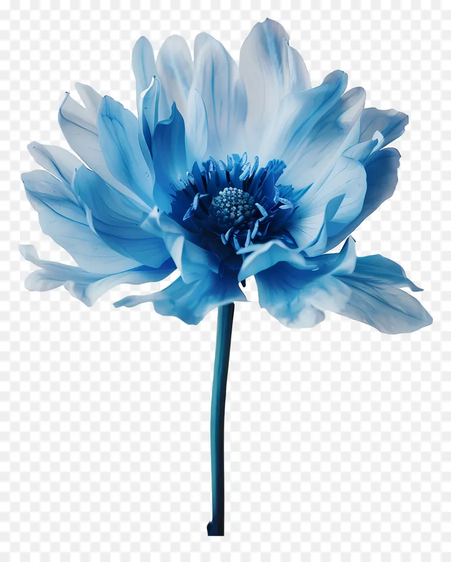 Flor Azul，Flor Blanca Y Rosa PNG