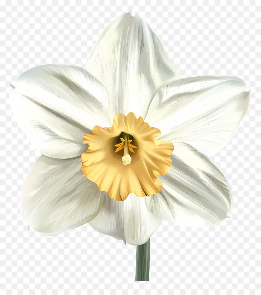 Narciso Flor，Flor Blanca PNG