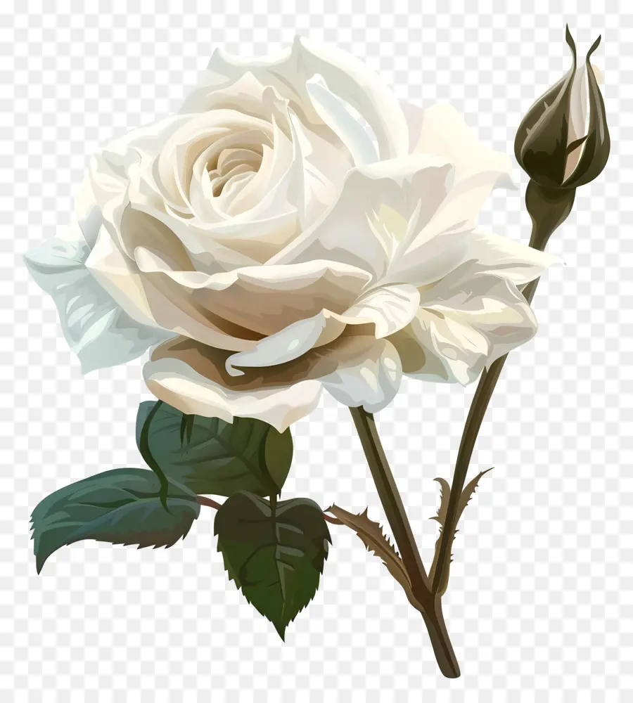 De La Rosa Blanca，Flor Blanca PNG