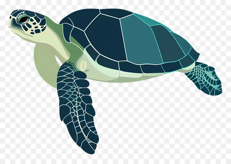 Tortuga，Tortuga De Mar PNG