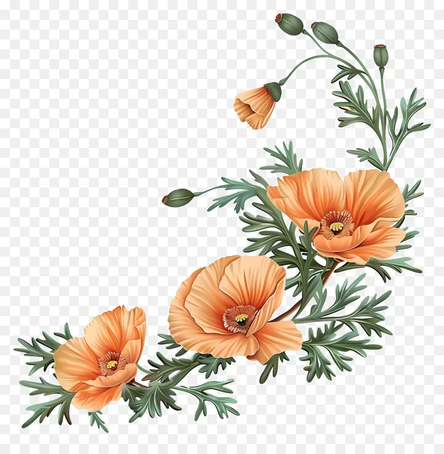 Flores De Amapola De Naranja，De La Vendimia PNG