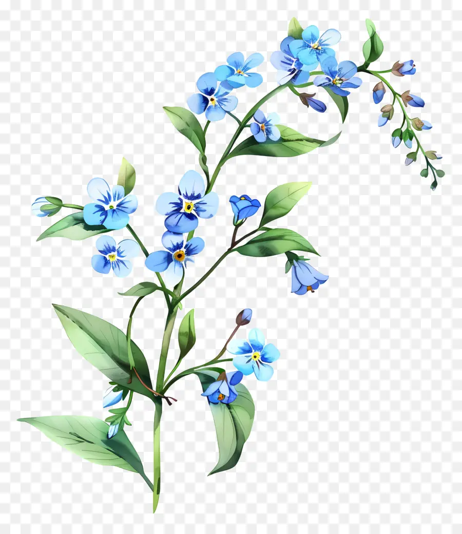 Forgetmenot，No Me Olvides PNG