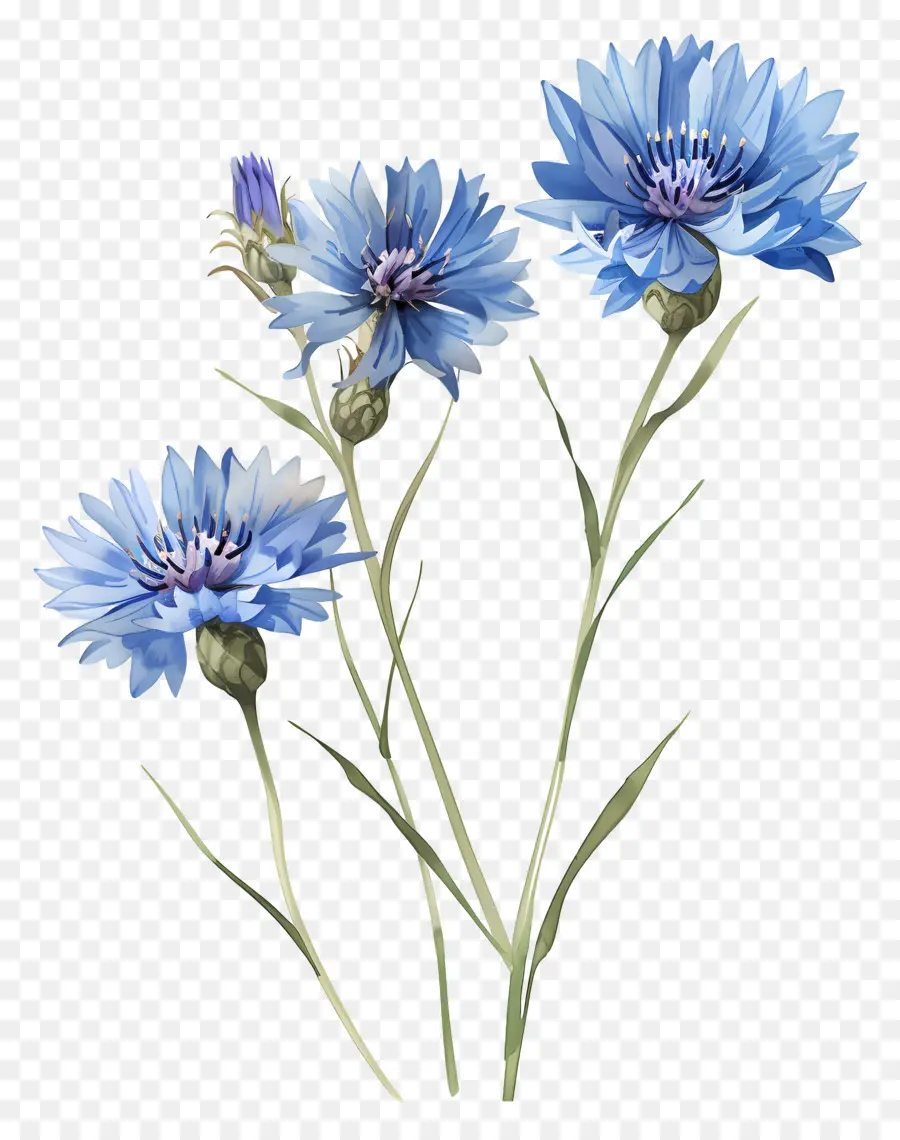 Flores De Maíz Azules，Flores De Color Azul PNG