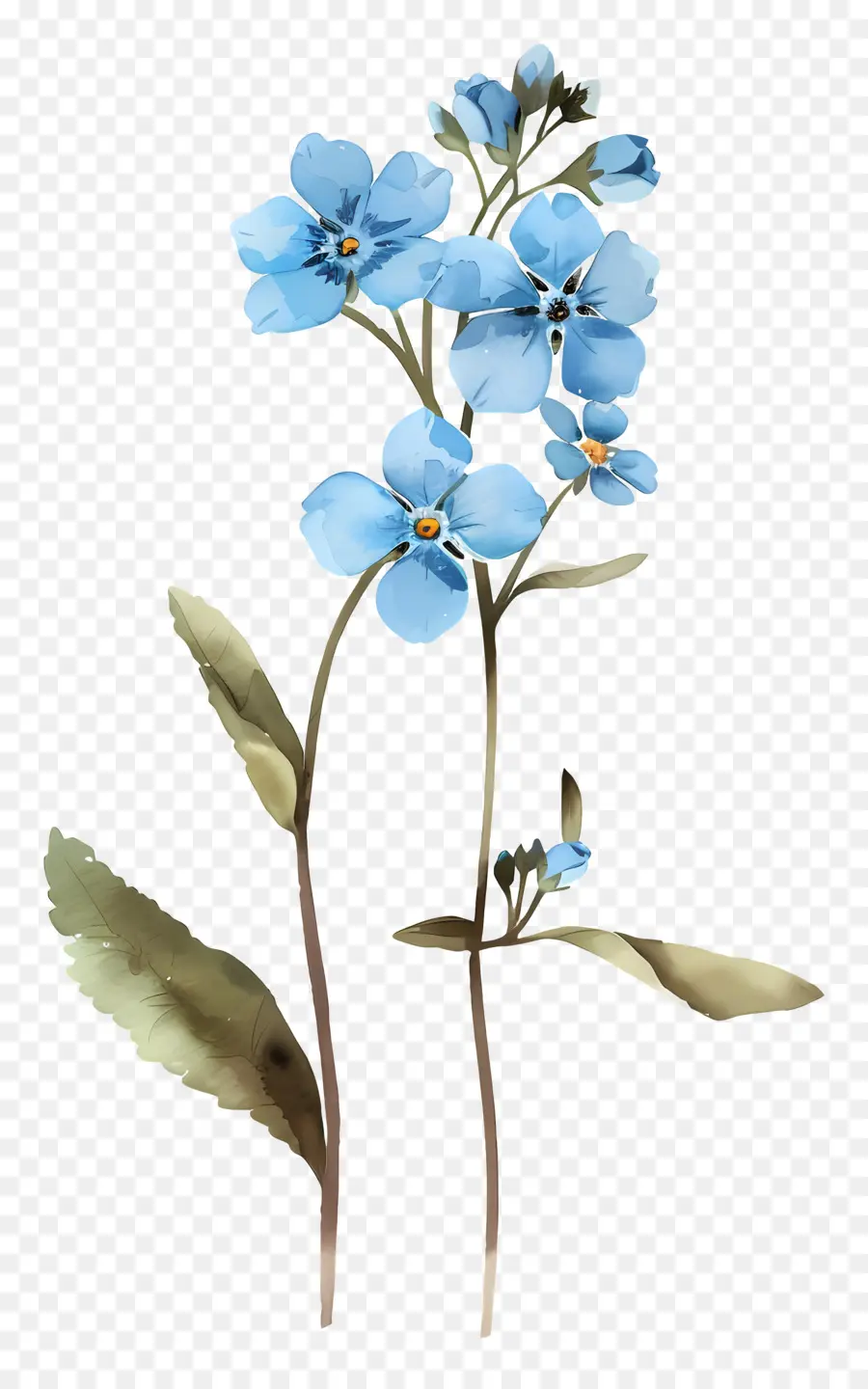 Forgetmenot，No Me Olvides PNG