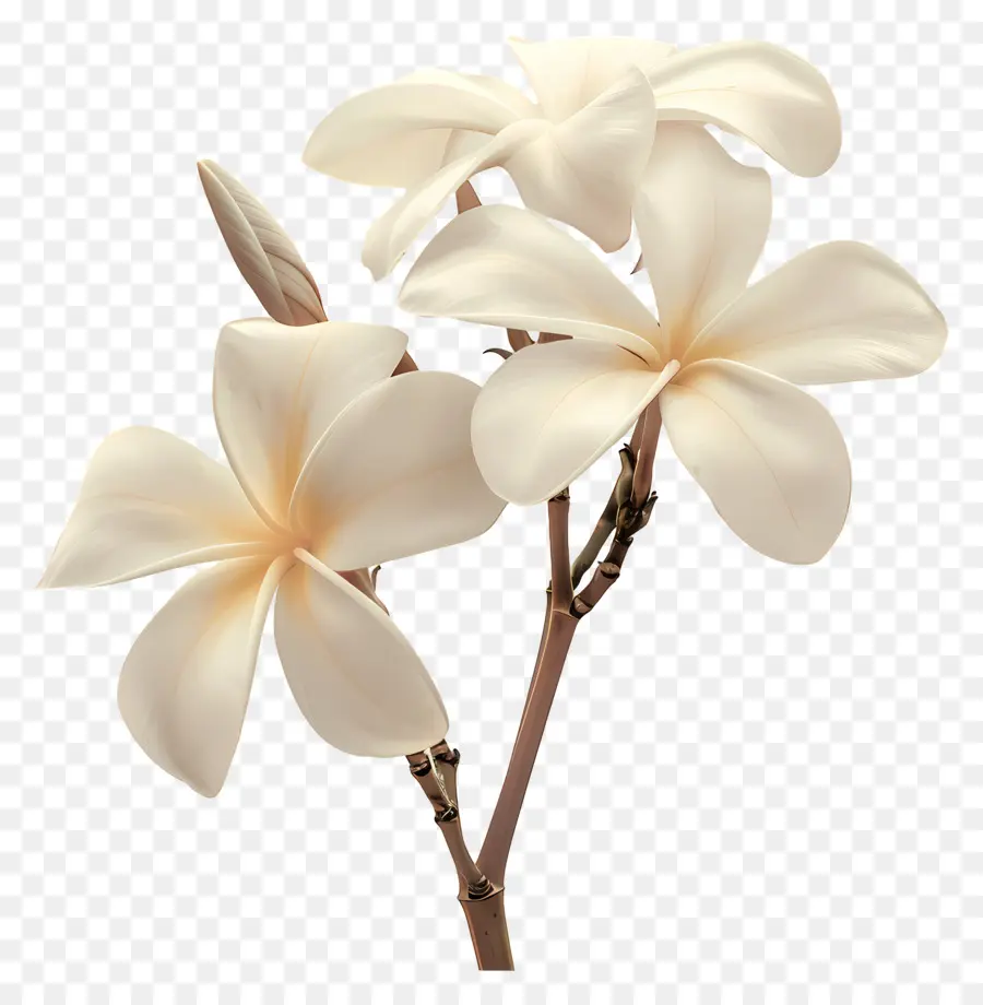 Plumeria Blanca，Flores De Plumeria PNG