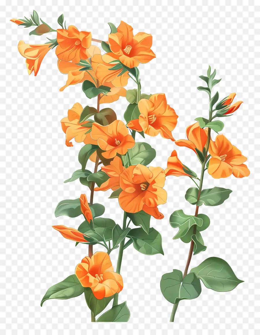 Sandersonia Naranja，Flores Naranjas PNG