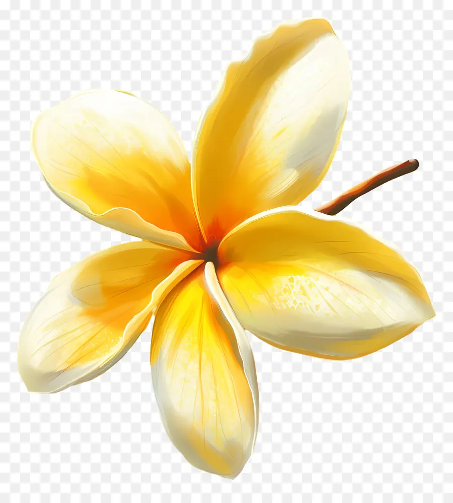 Plumeria Amarilla，Flores De Plumeria PNG