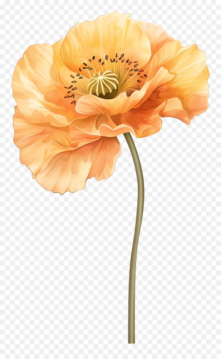 Flores De Amapola De Naranja，Flor De La Amapola PNG