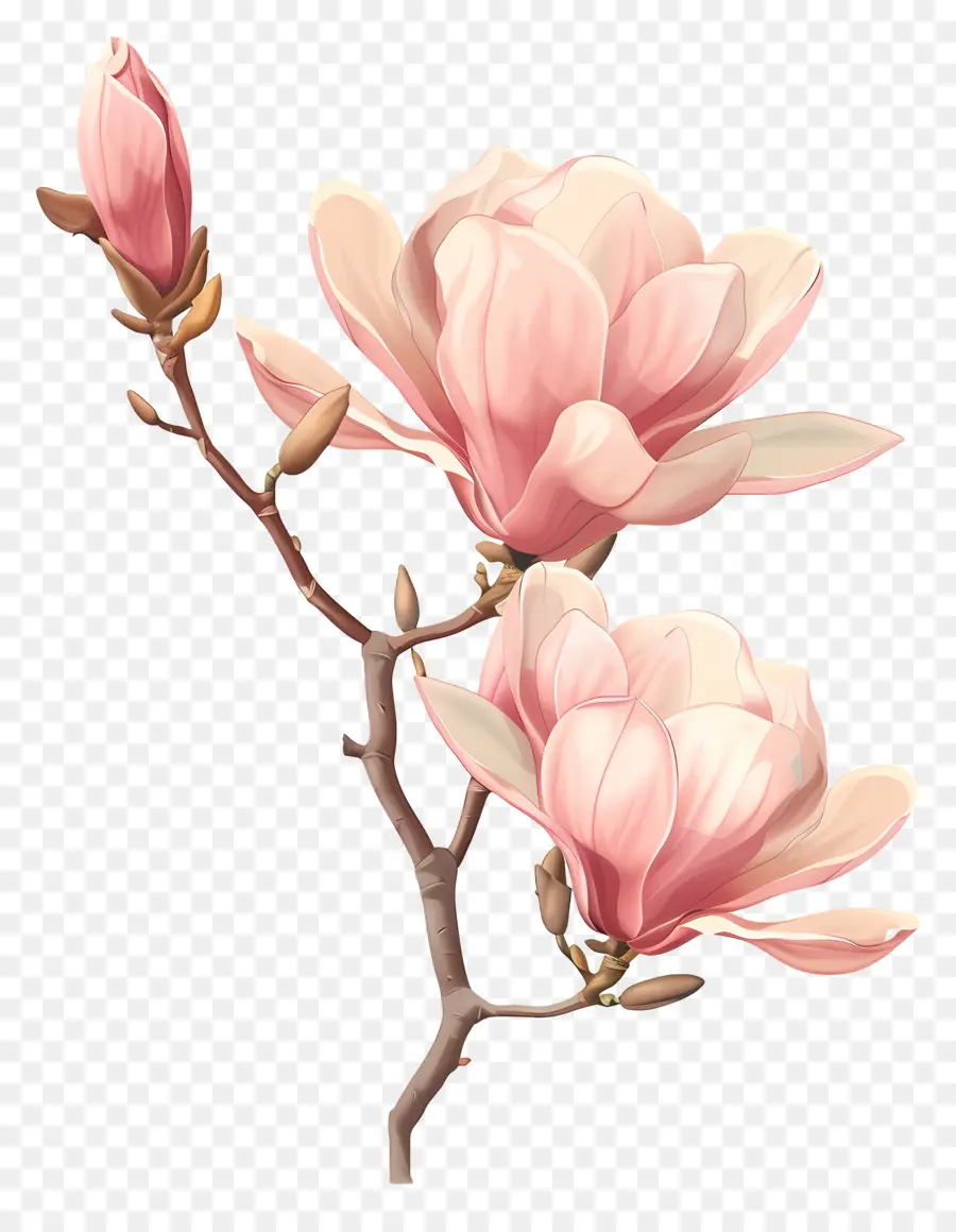 Pink Magnolia，Magnolia Flores PNG