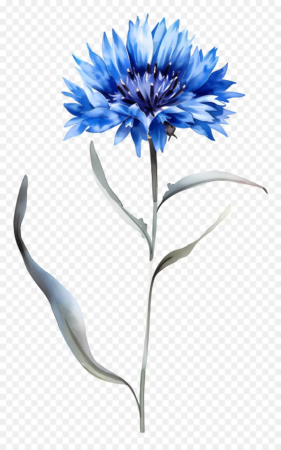 Flores De Maíz Azules，Flores De Color Azul PNG