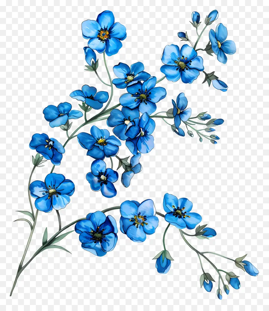 Forgetmenot，No Me Olvides PNG